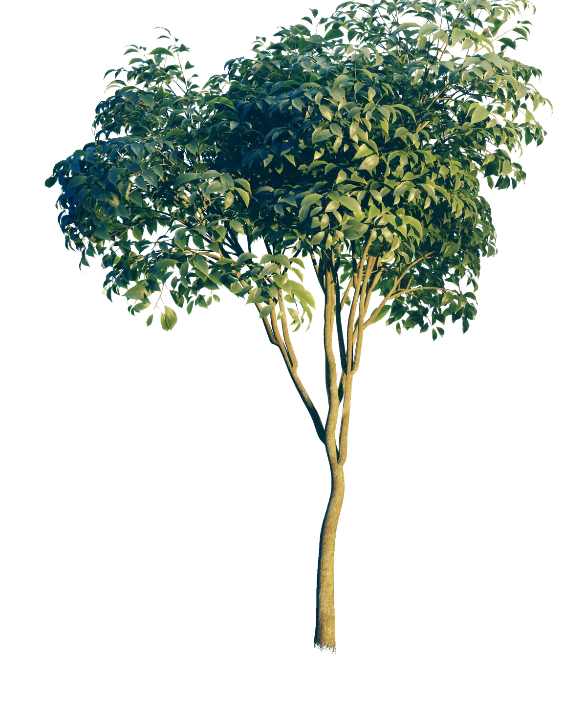 Cherry Tree